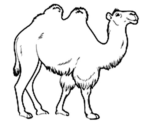 Dibujos De Camello Para Colorear