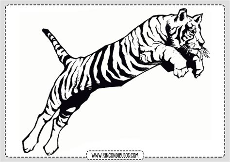 Dibujos Para Colorear De Un Tigre