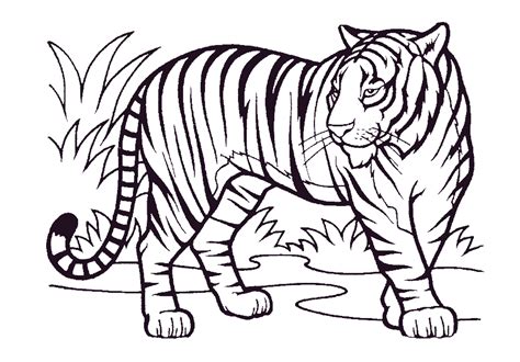 Dibujos De Tigre Para Colorear