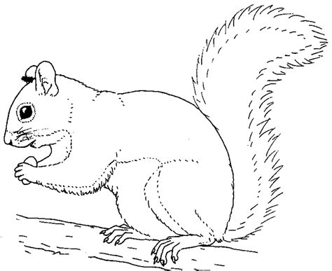 Dibujos De Ardillas Para Colorear Squirrel coloring page, Animal