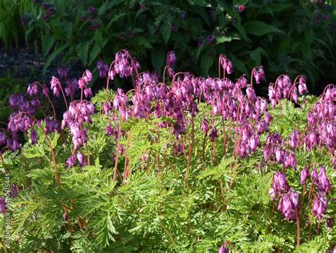 Dicentra Formosa Native Range