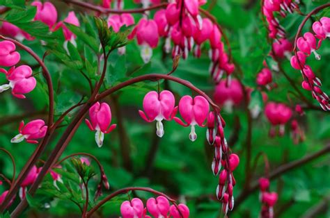 Dicentra Indoors