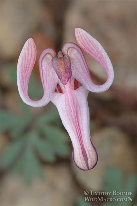 Dicentra Uniflora