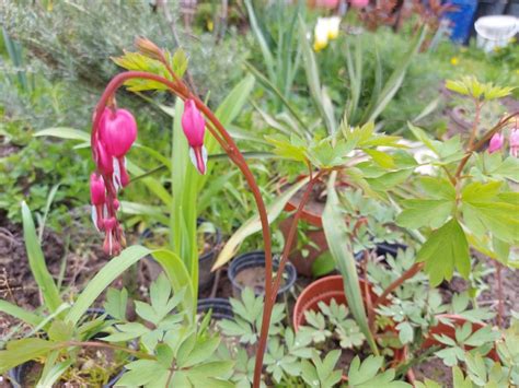 Dicentra Zagreb