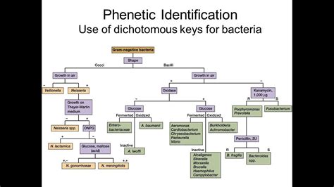 Bacteria Dichotomous Key EdrawMax Editable Template Dichotomous key