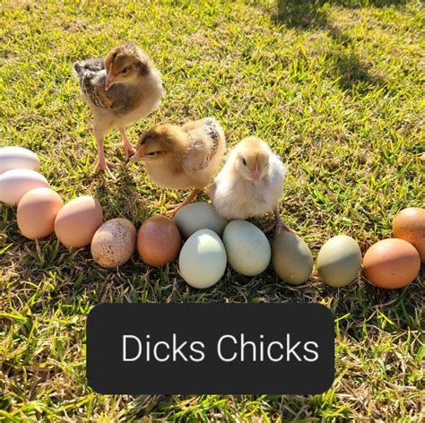 dicks with chicks