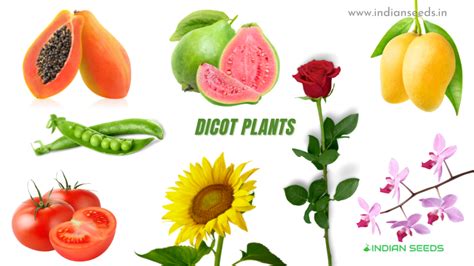 Dicot Vegetables Examples