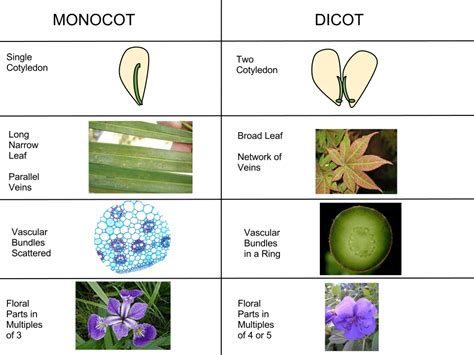 Unravel the Master Key: Differences Between Dicotyledon Plants You Should Know