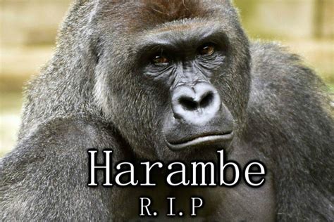 did harambe die