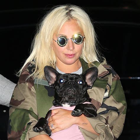 did lady gaga get her dogs back