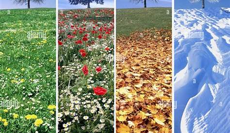 "Vier Jahreszeiten, Four Seasons" Stockfotos und lizenzfreie Bilder auf