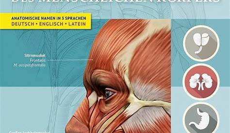Pin von Ceca Savic auf Deutsche Sprache | Anatomie, Anatomie lernen