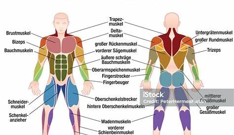 Ilustración de Cuadro Músculo Etiquetado Alemán Los Músculos Más