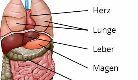Innere Organe Des Menschlichen Körpers Vektor Abbildung - Illustration
