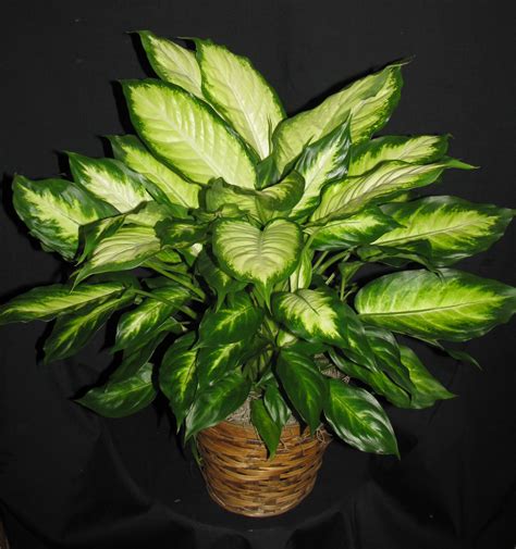 Charming Dieffenbachia is Poisonous to Pets Including Dogs and Cats