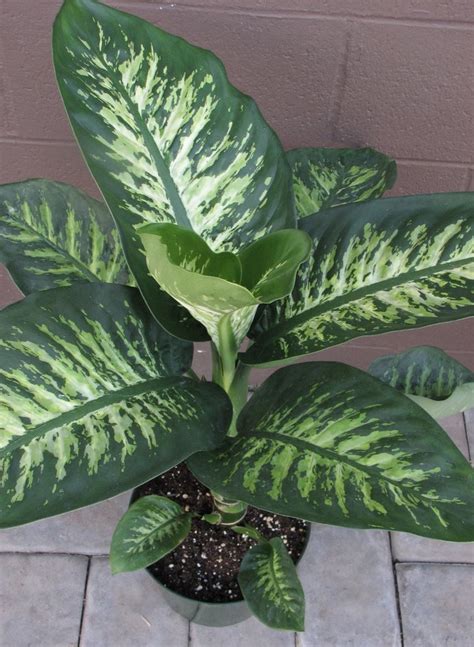 Dieffenbachia Plant Care Guide Grow an Indoor Dumb Cane