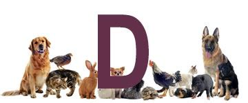 Dier Met Een D