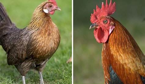 ¿Cuál es la diferencia entre pollo, gallina y gallo? | Gallinas ponedoras