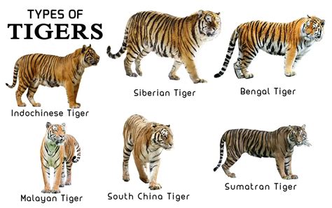 diferentes tipos de tigres
