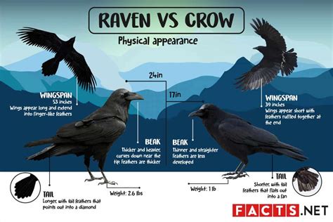 diff between crows and ravens
