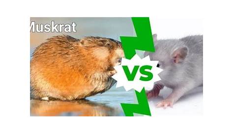 Nutria vs. Muskrat: What's the Difference Between Them?