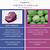 difference between cabbage and red cabbage