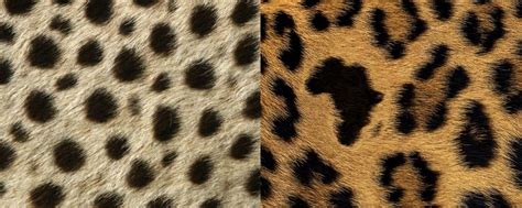 What the Print? Cheetah vs Leopard A.Clore Interiors