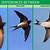 difference between house martin and swallow