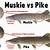 difference between pike and muskie