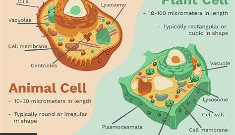 compare and contrast animal and plant cells Difference