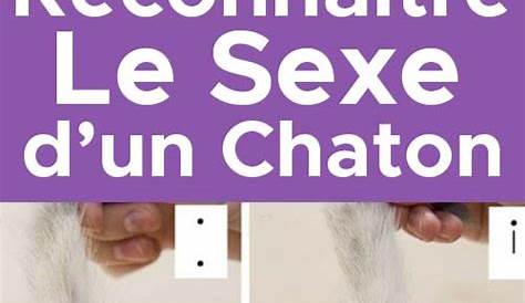 Difference Entre Male Et Femelle Chat Conseil Vétérinaire Blog Comment Bien Identifier Le