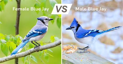 difference between a male and female blue jay