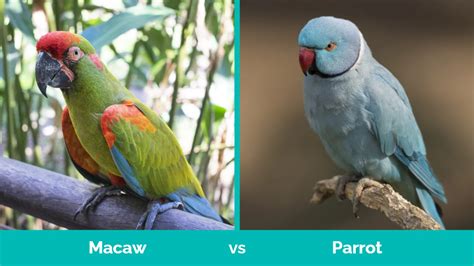 difference between a parrot and a macaw