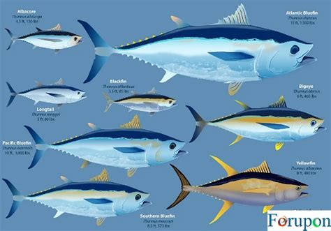 difference between ahi and albacore