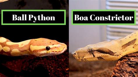 difference between ball python and python