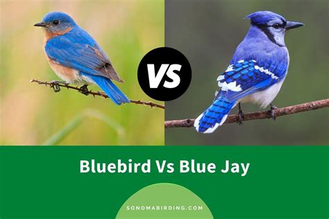 difference between blue jay and bluebird