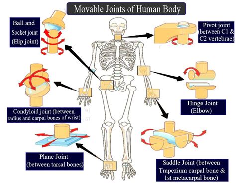 Difference Between Bones Joints