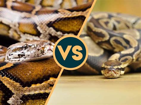 difference between burmese python and ball python
