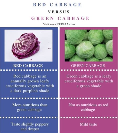 The Best Difference Between Cabbage And Red Cabbage Ideas