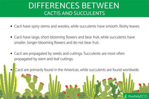 Difference Between Cacti And Succulents
