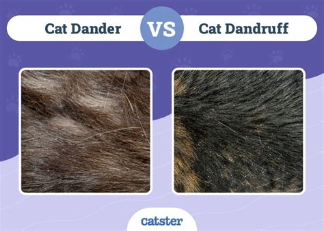 Difference Between Cat Dander And Dandruff