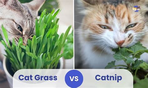 Difference Between Cat Grass And Catnip