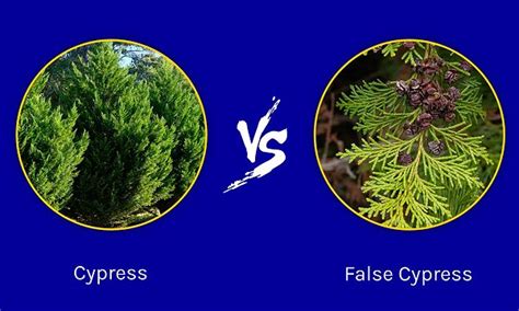 difference between cypress and blue cypress