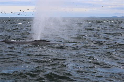 difference between fin whale and blue whale