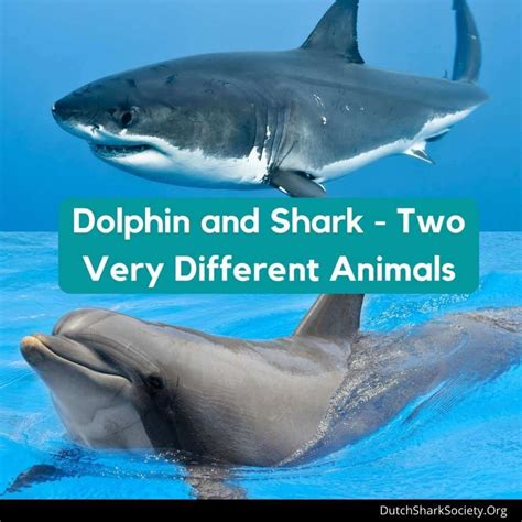 difference between fish and dolphin