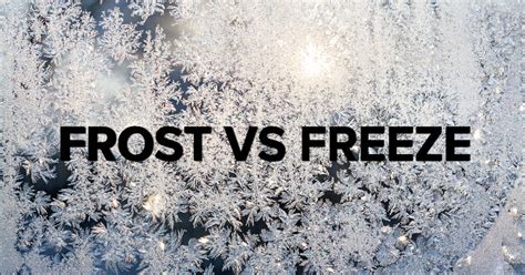 Difference Between Freeze And Froze