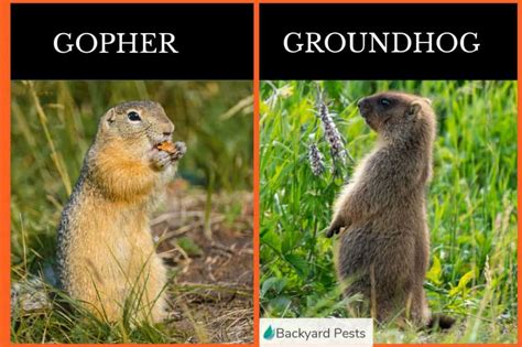 What is the Difference Between Gopher and Groundhog