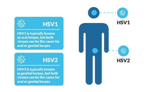 difference between hsv1 vs hsv2