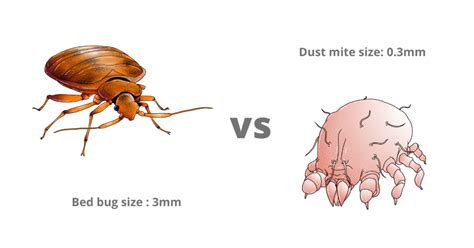 Difference Between Insects And Mites
