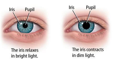 difference between iris and pupil in tabular form
